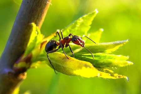 Ant nature macro