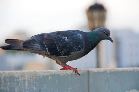pigeon photo