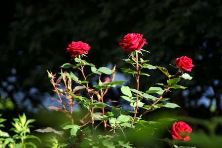 Garden stem stems photo