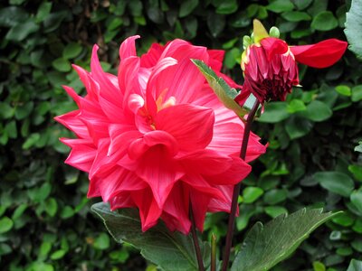 Blossom petal exotic photo