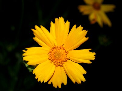 Agriculture beautiful flowers beautiful photo