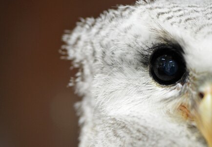 Owl eye closeup photo