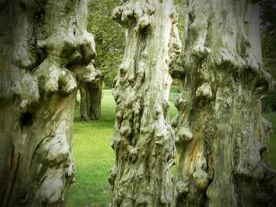 Natural forest weathered