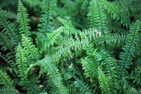 Biology dark green ecology