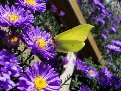 Butterfly white ling garden