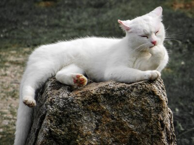 White lick animal world