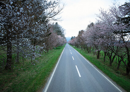 road and alley of flowering cherry-trees photo