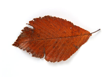 Bright golden beech tree leaf photo