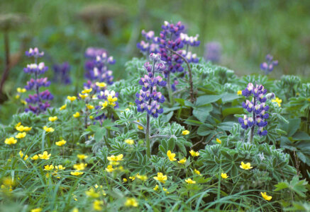 Lupine and buttercups photo