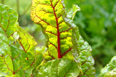 Vegetables healthy vegetable plant