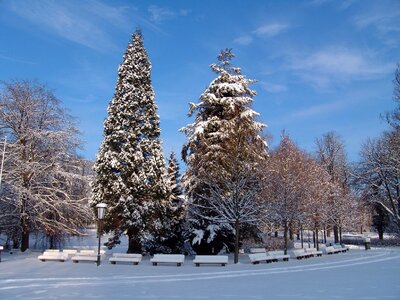 Landscape tree trees photo