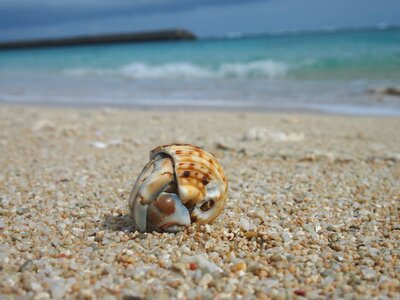 Crab sea beach photo