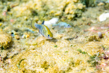 Ash Meadows Amargosa pupfish-1