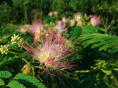 Flowers bloom greenery