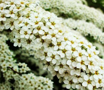 Floral spring blossom photo