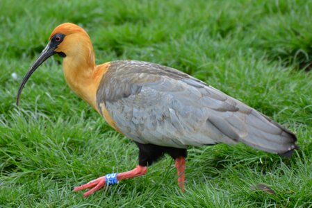 Bird animal babu