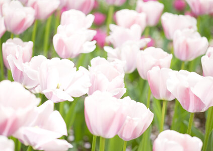Pink tulip with bokeh photo