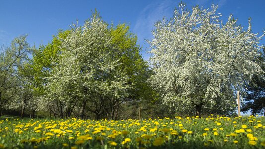 Flower landscape trees