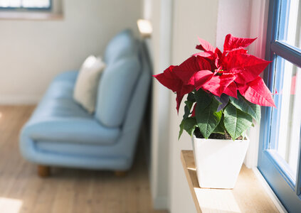 Poinsettia is a traditional Christmas Flower. photo