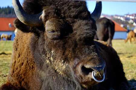 Bison bonasus beef bovini