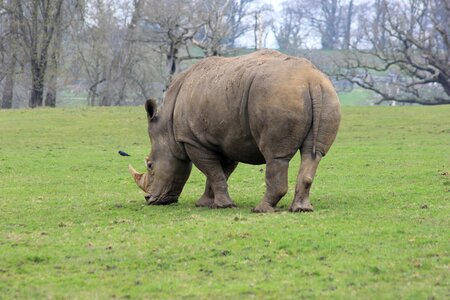 Rhinoceros rhino grazing