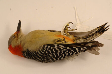 Melanerpes carolinus-2