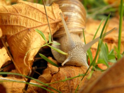 Snail shells crossing reptiles photo