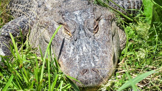 Crocodile reptile danger photo