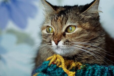Pets pet animal