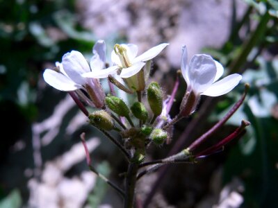 Floral natural plant photo