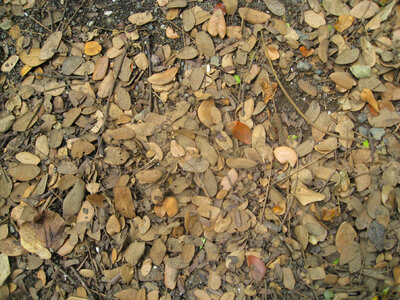 Dead Leaves Trash Ground photo