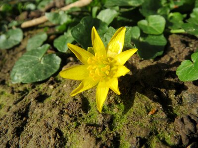 Wildflower flora inflorescence