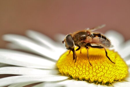 Macro proboscis suck photo