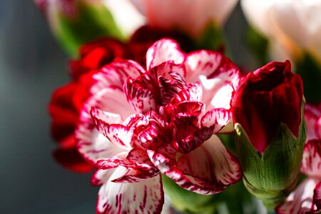 Red and white stripe flower
