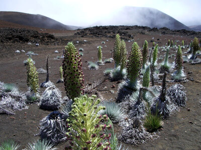 Landscape at high altitude at Haleakala National Park, Hawaii photo