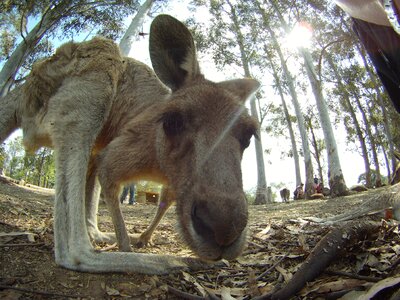 Creature animal wildlife