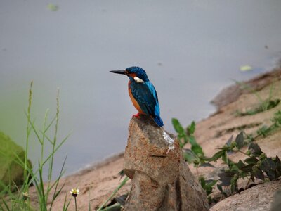 Kingfisher wildlife water photo