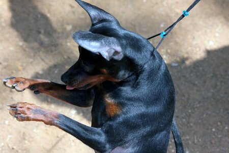 Animal black canine photo