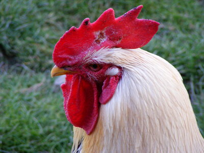 Rooster’s head photo