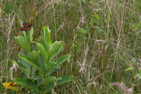 Monarch Butterfly on a milkweed plant-2