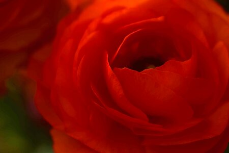 Affection beautiful flowers bloom