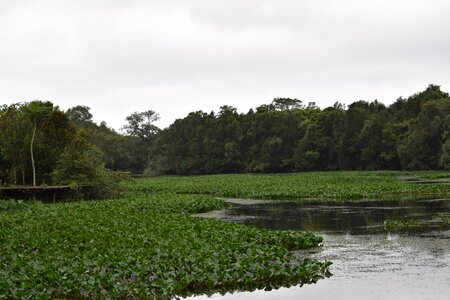 Lake rio forest