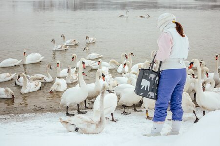 Swan winter wilderness