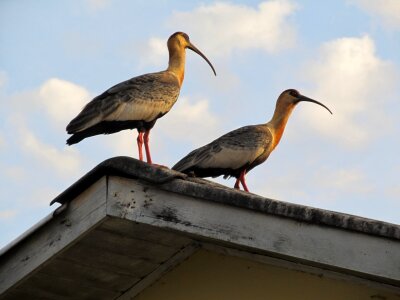 Wildlife wing fauna