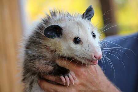 Animal mammal wildlife