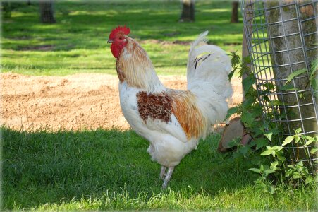 Farm domestic farm animals
