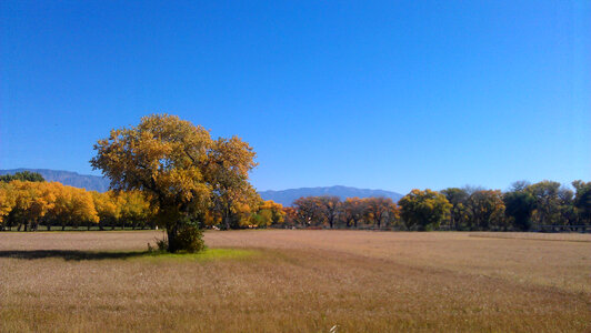 Trees on a Farm in Albuquerque, New Mexico photo