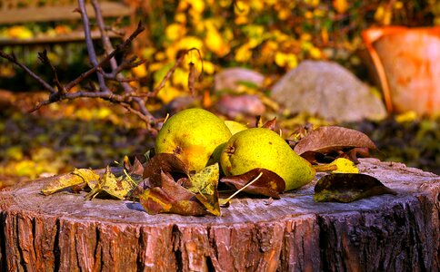 Autumn fruits ripe