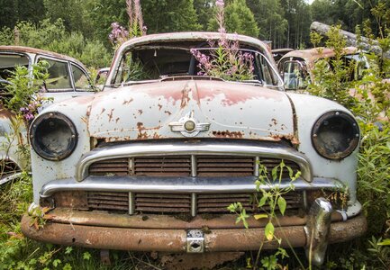 Old forest rust