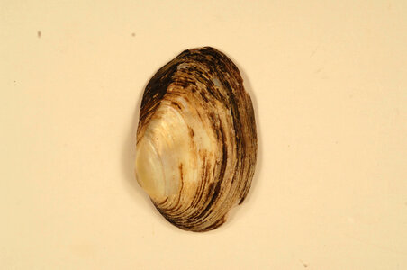 Villosa trabalis (outside)-7